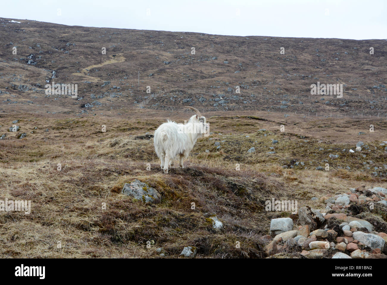 Un maschio bianco feral capre di montagna in un prato su Etive Mor, vicino a Glen Etive, nelle Highlands scozzesi, Scotland, Regno Unito. Foto Stock