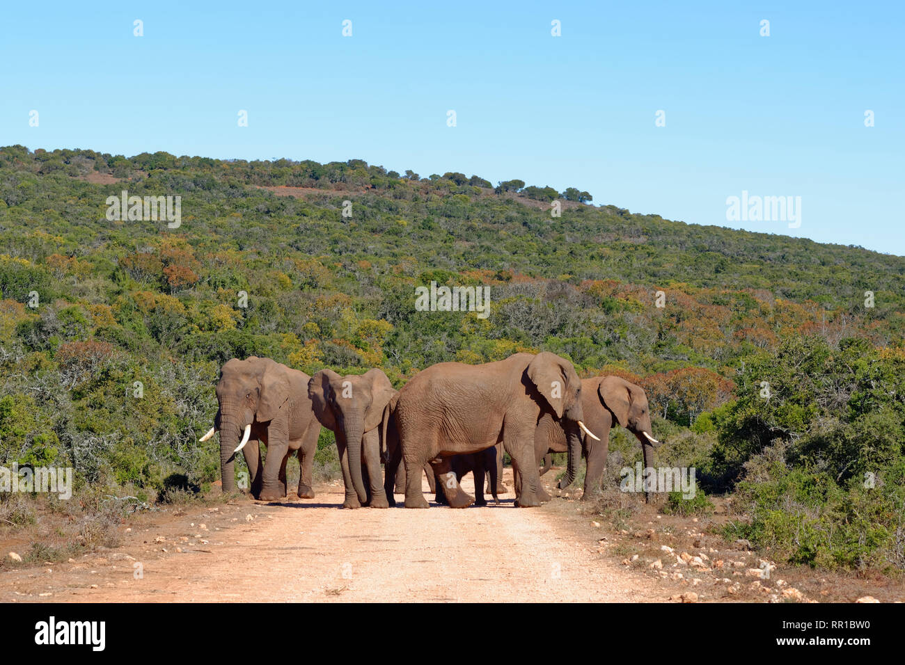 Bush africano Elefante africano (Loxodonta africana), allevamento con elefante baby, in piedi su una strada sterrata, Addo Elephant National Park, Capo orientale, Sud Africa Foto Stock