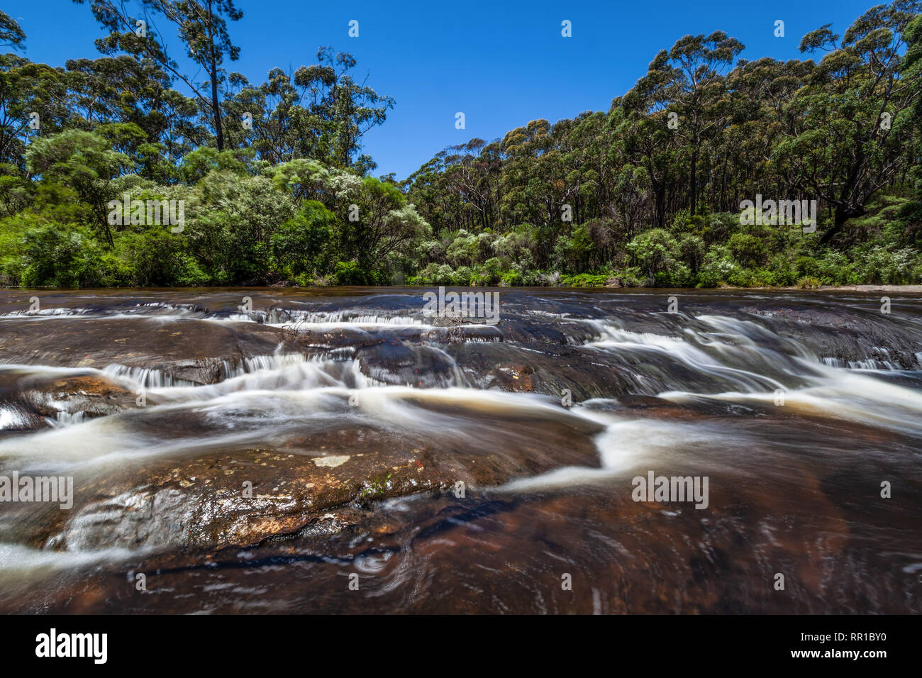 Kangaroo fiume nel Nuovo Galles del Sud, Australia Foto Stock