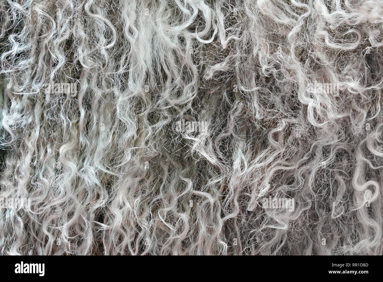 Altamente dettagliate texture di sfondo di pelliccia grigia di materiale sintetico animale ondulata lungo e capelli ricci. Foto Stock