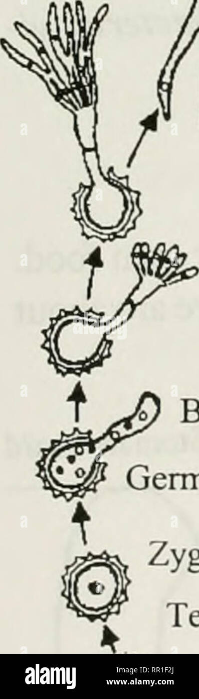 . Impianto agricolo pest control : un manuale di studio a fini commerciali e governative di applicatori di pesticidi . Le erbe infestanti parassiti. La Figura 1-3 Sviluppo di spore fungine. La crescita vegetativa (miceli, hyphae) del fungo di solito dà luogo a strutture riproduttive che producono spore fungine (Figura 1- 3) che agiscono per diffondere la malattia da infettati a piante sane. I cicli di vita di alcuni funghi sono estremamente complesse e può comportare un certo numero di differenti stadi di spore e più di un ospite vegetale (Figura 1-4). Funghi cause locali o generali di disintegrazione delle cellule di piante o tessuto, stunting di organi vegetali Foto Stock
