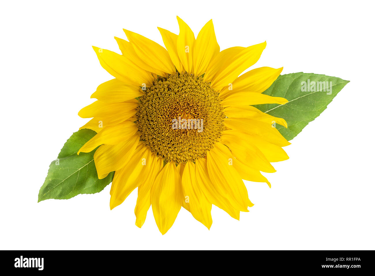 Testa di girasole con foglie isolati su sfondo bianco Foto Stock