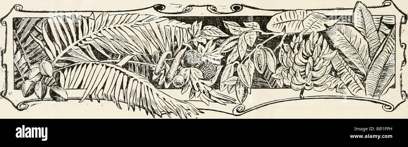 . Notizie agricoli. Agricoltura -- West Indies; le malattie delle piante -- West Indies. 52 IL SETTORE AGRICOLO NEWS. Febbraio 19, 1910. WEST INDIAN FRUTTA. 12/- 10/6 8/- 7/- •Tuly. al 15/- a 11/- a 8/- Settembre. Novembre. Le prospettive OP VANILLA-crescente. Le indagini sono state recentemente ricevuto dalla Imperial Dipartimento di Agricoltura per quanto riguarda le prospettive di vaniglia- crescere in Indie ad ovest, e l'opportunità della exten- sione della sua coltivazione. Un aumento della domanda è sorta in alcuni dei mercati; da alcuni, il motivo per questo è detto essere la recente scomparsa di un puro diritto alimentare nell'unità Foto Stock