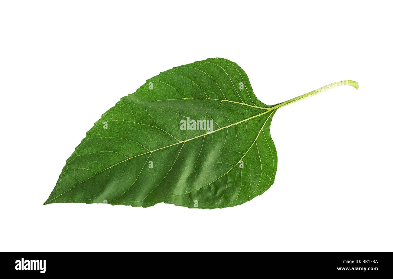 Verde foglia della pianta di girasole isolato su bianco Foto Stock