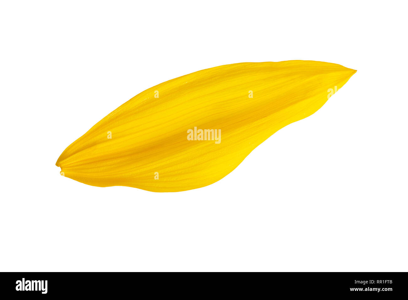 Girasole petalo di fiore un petalo giallo in primo piano isolato su bianco Foto Stock