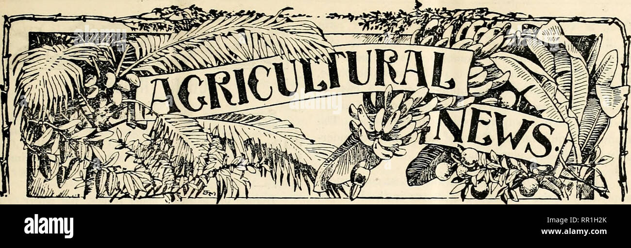 . Notizie agricoli. Agricoltura -- West Indies; le malattie delle piante -- West Indies. Una revisione Fortnightly di imperiale del dipartimento dell'agricoltura per la WEST INDIES. Vol. III. No. .54. BARBADOS, 7 maggio 1904. Prezzo Id. I contenuti. P.VGE. Pagina. Argentine, agricoltura in note e commenti ... 152 Il ... 151 Olio di Ben ... 150 Barbados, Sliipments della scienza Note :- il cotone ... 152 Albizzia Lebbek ... ... 151 L apicoltura :- piante e azoto ... 151 Cho-cho come bee 1&GT;1 ant 155 Talipot Palm ... 151 Manioca Stnrch ...1-50, 152 Ylang-Ylang ... 151 Copra in Samoa ... 153 Mare-moss, Utilizatitm di Foto Stock