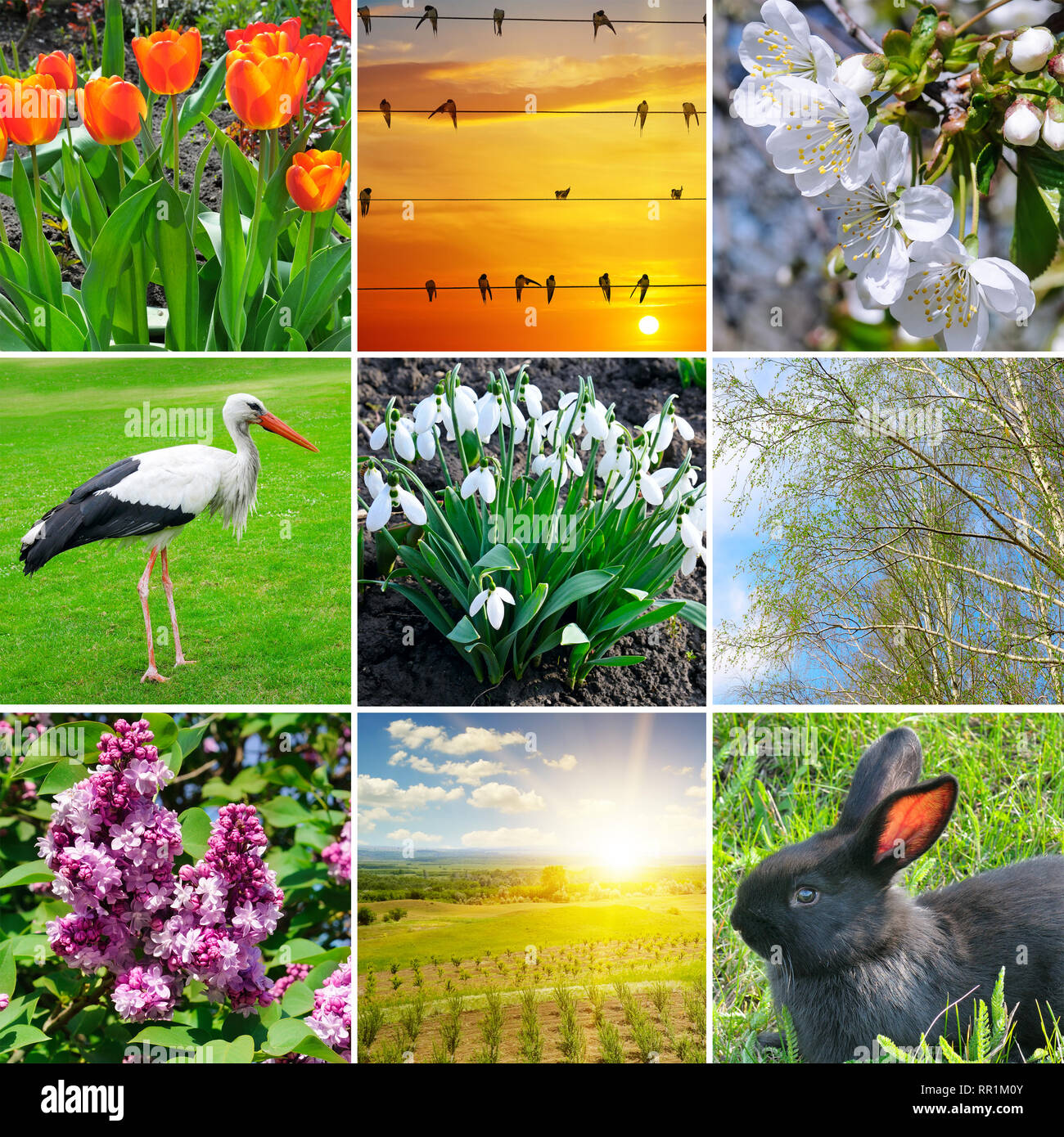 Fioritura fiori, gli alberi e gli uccelli migratori. Collage sul tema della molla. Foto Stock