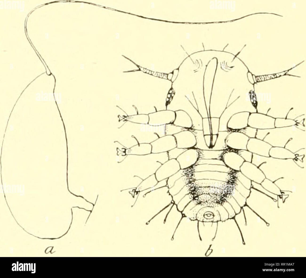 . Entomologia agraria per gli studenti, gli agricoltori, frutta-coltivatori e giardinieri. Insetti; insetti utili; pesti di insetto. 116 ORDINE HEMIPTERA cicale, ali specializzata e differiscono nel becco essendo fusa in lo sterno. Essi sono scesi da un insetto generahzed come la cicala nel carattere. Il prin- cipal la linea della specializzazione è stato per la fusione del becco e sterno. Essa si staglia quasi ad angolo retto rispetto al prothorax, tra le gambe anteriori. Tutte le specie sono piuttosto piccole. Alcuni alimentano direttamente sulla superficie delle piante. Altri presentano una nettamente specializzata abitudine alimentare, Foto Stock