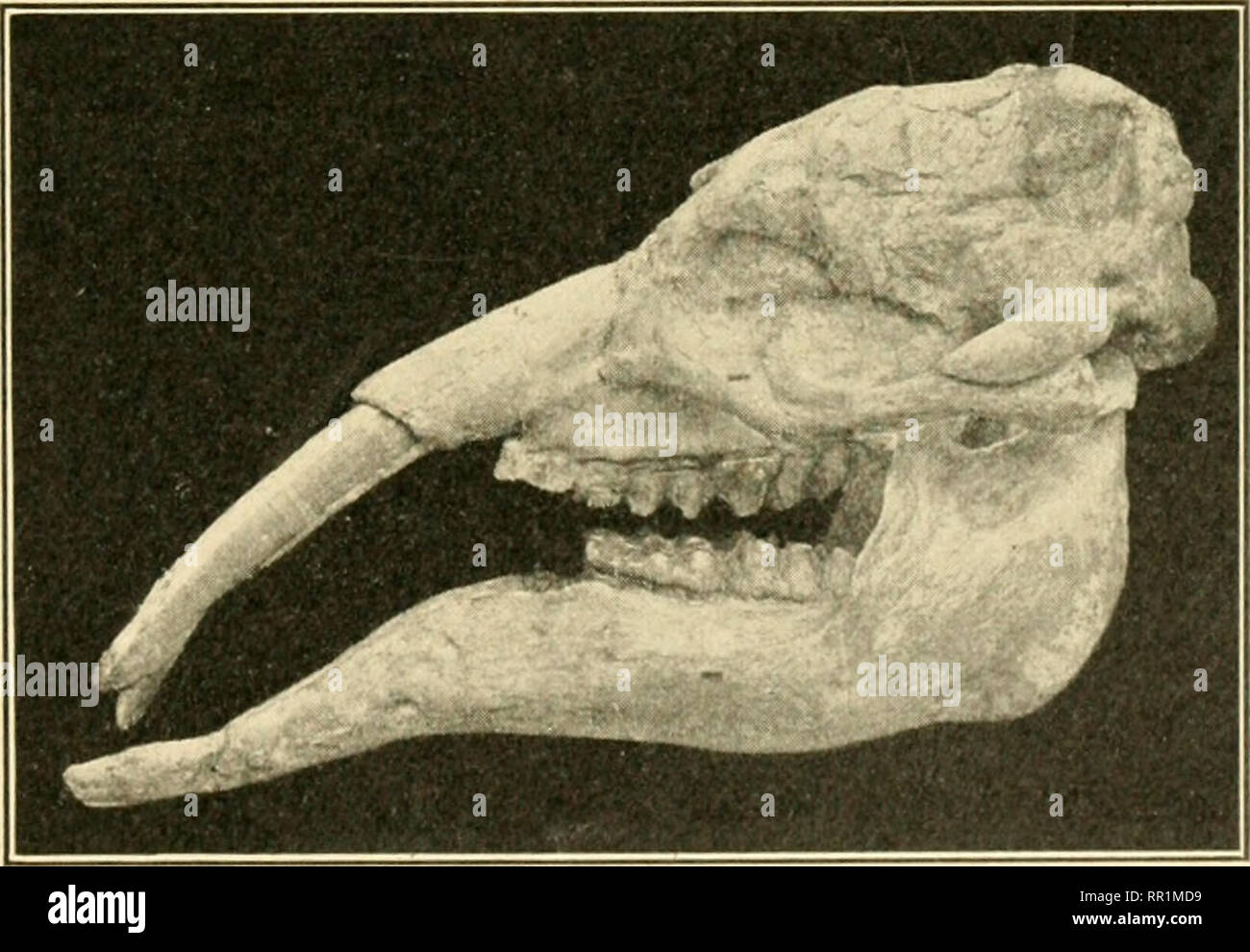 . L'età dei mammiferi in Europa, Asia e Nord America. Mammiferi fossili; Paleontologia. Il MIOCENE di Europa, Asia e Nord America 299 declino. Il fiume-confine e forestali-vivere oreo- del donts sono tra i tipi di declino che presto saranno- venire estinti. Il browsing tapiri sono rappresentati soltanto da un unico campione registrato di Tapiravus. La vera esplorazione o "giraffe cammelli' {Altica melus-) in modo altamente caratteristici del basso e medio IMiocene non hanno finora scoperto a tutti nel Miocene Superiore, anche se siamo certi che questi animali non erano ancora extmct, perché resta di loro ar Foto Stock