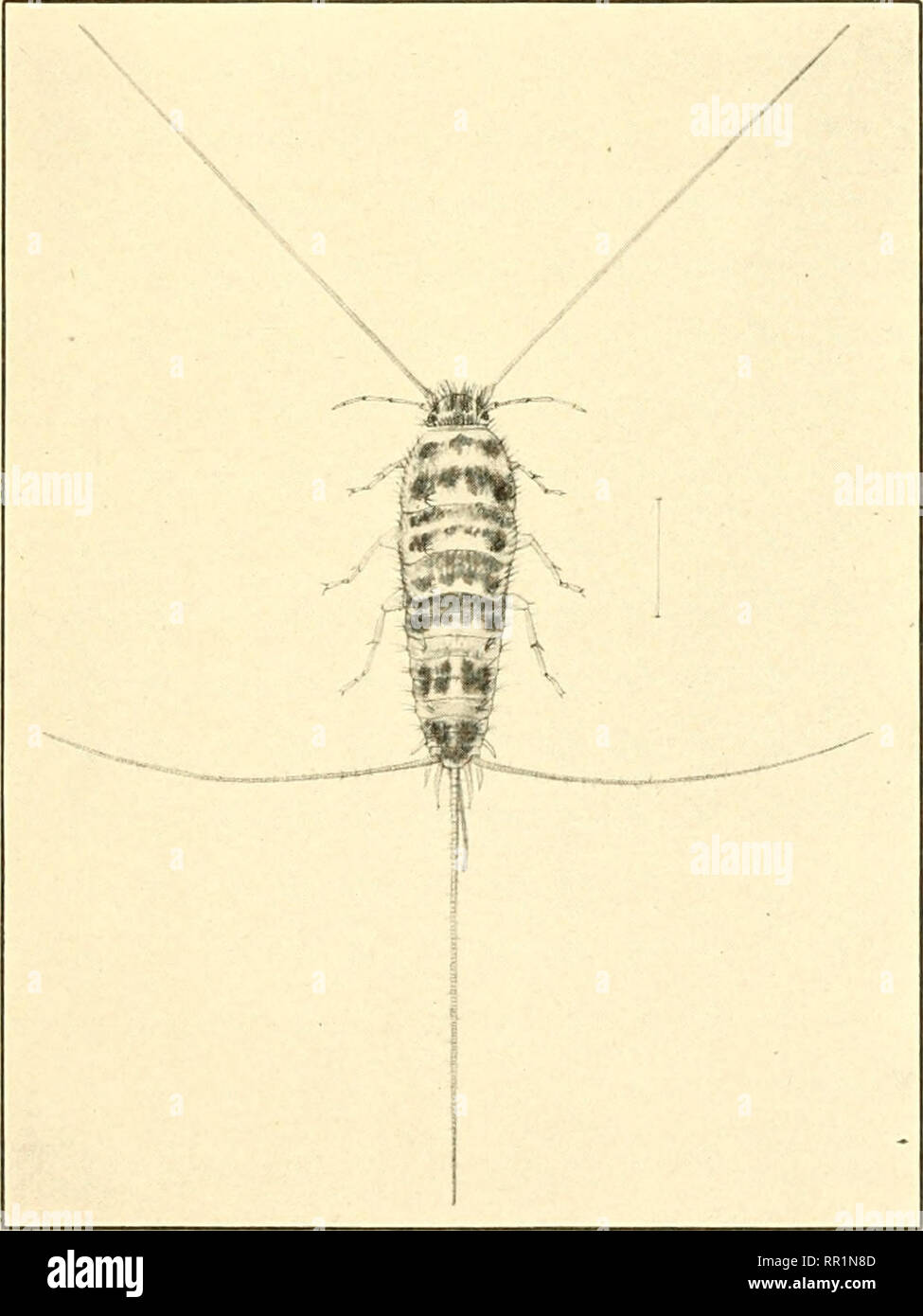 . Entomologia agraria per gli studenti, gli agricoltori, frutta-coltivatori e giardinieri. Insetti; insetti utili; pesti di insetto. chaptp:r IV. PTERYGOTA INFERIORE. {Wituilc.s.s In.sette-code di setole e la molla code.) Questo gruppo di insetti comprende quelle forme che sono in modo primitivo wingless, poiché non vi è traccia di struttura alare,. La Fig.l è.-Lardoglyphus doincstica: femmina adulta-allargato. (Dopo Marlatt, Div. Ent., U. S. Dept. Ag.) (51). Si prega di notare che queste immagini vengono estratte dalla pagina sottoposta a scansione di immagini che possono essere state migliorate digitalmente per la leggibilità - Colorazione e aspetto di queste illustrazioni ma Foto Stock