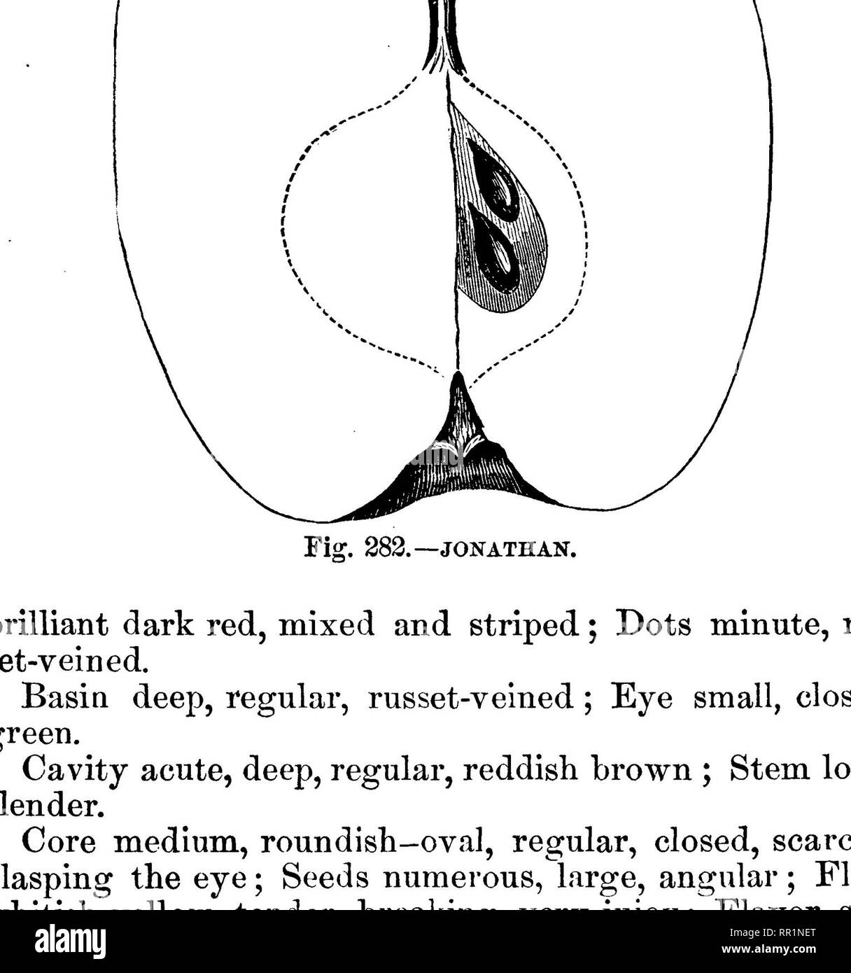 . American pomology : mele. Le mele. Classe IV. Mele oblunga. 1. II. II. 681 Kaiglm^s Spitzenberg-.-[Cbxe.] Da Gloucester County, New Jersey. Albero diffuso- ing, molto pi'oductive; germogli esili. Frutto grande e bello, oblunga, leggermente conica, tronco, regolari; superficie liscia, giallo striato rosso cremisi; Punti minuto. Bacino profondo, brusco, piegati o regolari; mezzo occhio chiuso; segmenti riflessi. Cavità profonda, acuta, regolari, marrone; lo stelo lungo e sottile, rosso. Core grande, pyrifonn, regolari, stringendo, generalmente aperta; semi numerosi, paffuto, angolare allentato; carne, giallo. Fig. 283.-kaighn spitzenberg del. Foto Stock