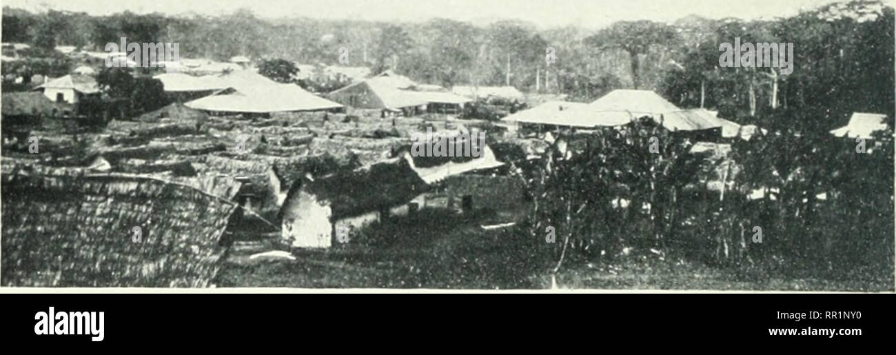 . Il settore agricolo e dei prodotti forestali della British West Africa;. Agricoltura -- Africa occidentale; prodotti della foresta -- Africa occidentale; Africa Occidentale. NATiMi J&lt;JAKl'v AJ' l't,M'i..ui I in fig. l.-i, j). :Il.. KX-MASST. La capitale degli Ashanti. Fig. 14, p. 43.. Si prega di notare che queste immagini vengono estratte dalla pagina sottoposta a scansione di immagini che possono essere state migliorate digitalmente per la leggibilità - Colorazione e aspetto di queste illustrazioni potrebbero non perfettamente assomigliano al lavoro originale. Dudgeon, Gerald C. Londra, Murray Foto Stock