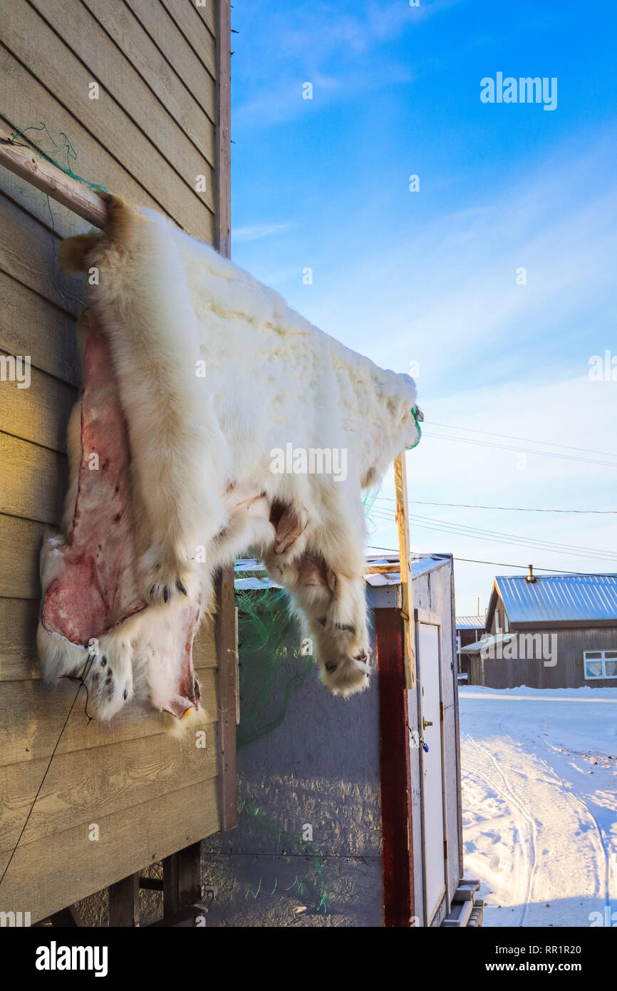 La pelle di un orso polare si blocca al di fuori di una casa di cura. Foto Stock