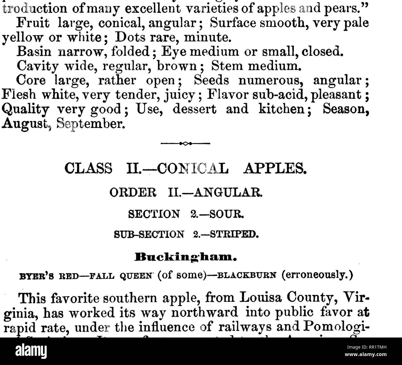 . American pomology : mele. Le mele. 538 PESCBIPTIOKS DI MELE. Albero vigoroso, montante, compatto mentre i giovani, diffusione- ing con il peso di frutti, mai grandi; germogli piuttosto snella, rosso scuro; foglie di medie dimensioni, piuttosto strette, più ampia verso la fine, scuro, footstalks rosso. Gli steli di questi alberi sono caratterizzati da curiosi ingrandimenti di un irregolare, mammellar forma e colore rossastro e appaiono a lui piace il knaurs dell'olivo. Quando questo Apple in primo luogo è stato portato a conoscenza del Cincinnati Horticultural Society, venti anni fa fu. Fig. 172.-BUCKINGHAM. Pensato per resemb Foto Stock