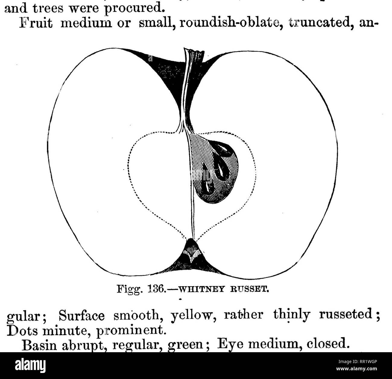 . American pomology : mele. Le mele. 494 DPSCRIPTIONS DI MELE. Nucleo di medie, regolari, a forma di cuore, raramente aperta, soddisfare- ing l'occhio ; sementi molto numerosi, medie, paffuto; carne verde-giallo, rottura, a grana molto fine, succosa di sapore ; sub-, acido aromatico, ricca, piccante; la qualità migliore; specialmente un dessert apple; stagione, da dicembre a febbraio. Classe n.-COOTCAL mele. Ordine I.-regolari. Sezione 1.-dolce. Sotto-Sezione 1.-SELF-COLOEED. liStr'ge Boiigli. Grande giallo fronda, ecc. Un nativo di frutta, molto ammirato come una precoce sweet apple. Albero vigoroso, testa compatta, piuttosto produttivi.. Fig. 137.-grande fronda Foto Stock