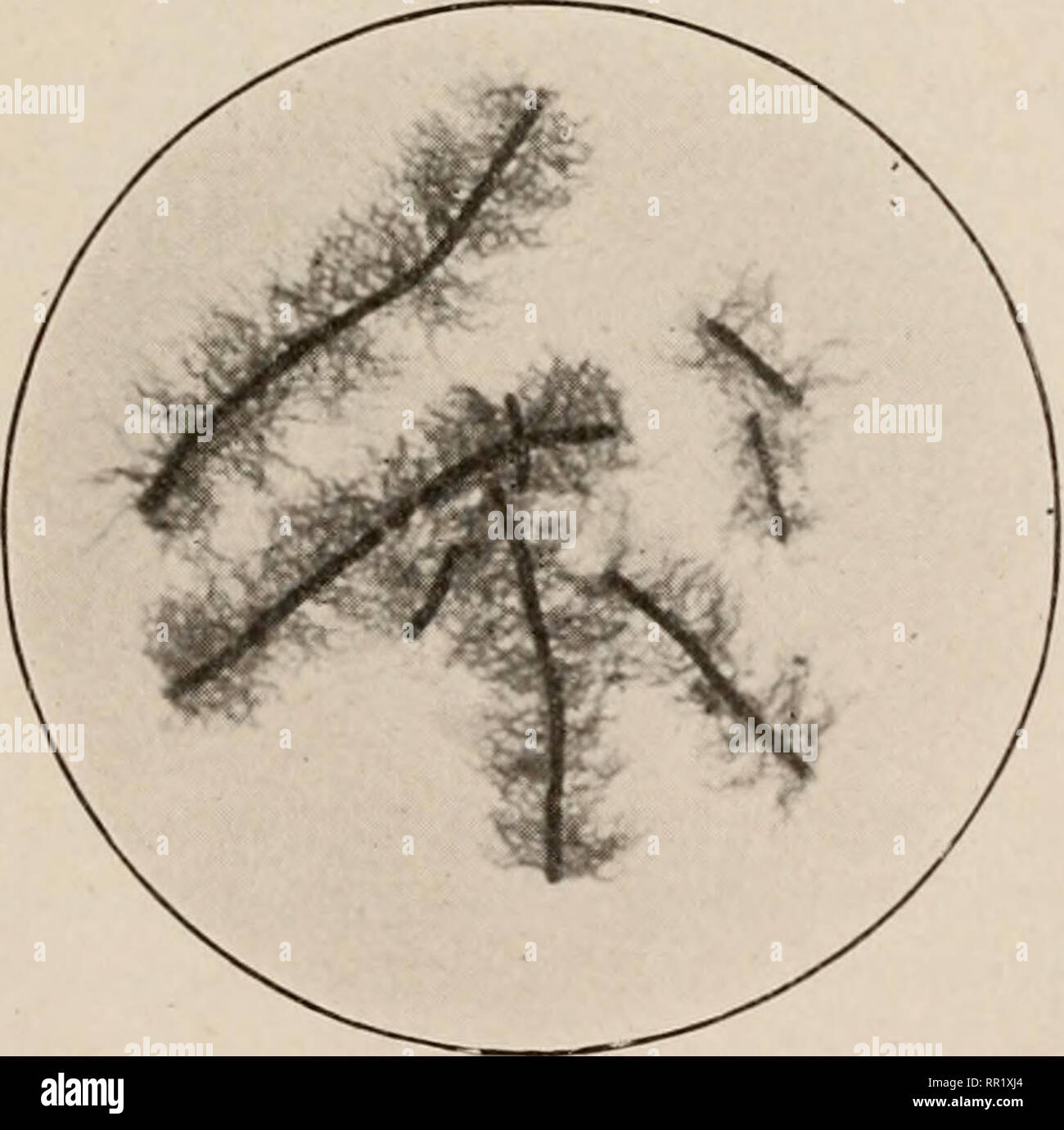 . Agricolo di batteriologia. Batteriologia, agricolo. FIG. 8.--Spirillum del colera Asiatico, che mostra solo flagello. (Kolle e FIG. 9.-Spirillum volutans, mostrando flagelli in corrispondenza di entrambe le estremità del batterio. (Herzog.) di suspensoids colloidale sono esattamente che cosa la teoria cinetica indi- cati sarebbe il comportamento delle molecole di tale dimensione. Entrambi i morti e non di bacilli mobili mostra questo movimento come fare anche le piccole particelle liberamente sospeso nel liquido. Tuttavia, molti batteri mostrano a. FIG. 10.-Bacillus Proteus vulgaris, che mostra numerosi flagelli attorno a tutto il corpo del batterio. (Herzog.) tru Foto Stock