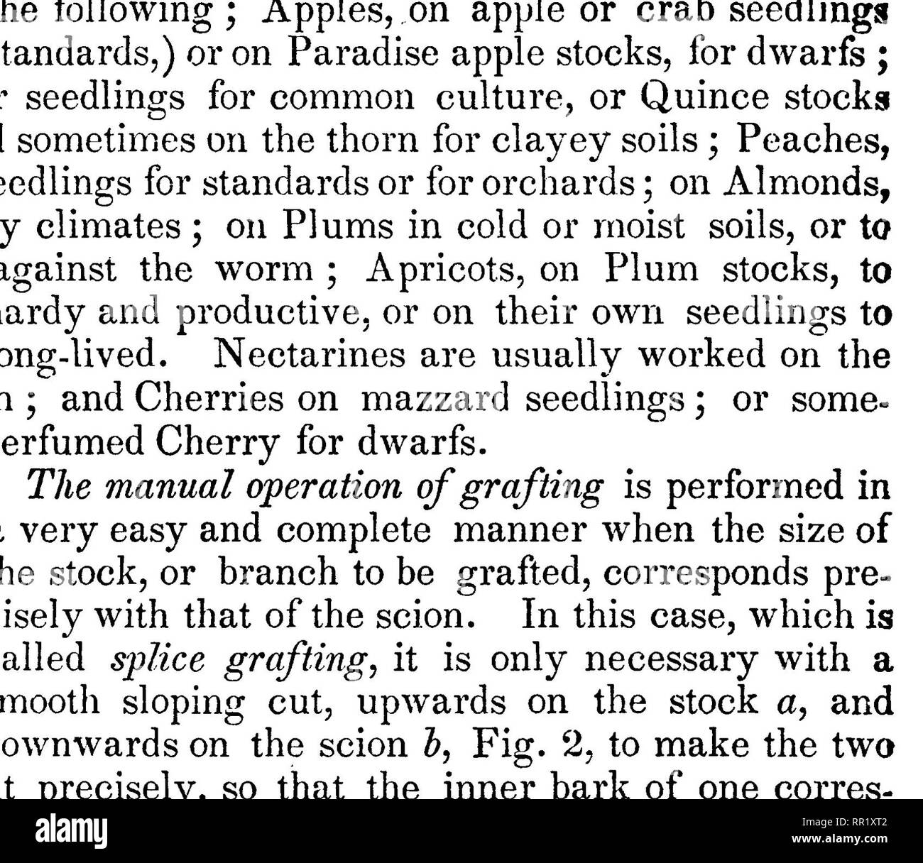 . La frutta e gli alberi da frutto d'America;. Frutta-cultura; frutta. 16 PROPAGAZIONE.. f 1 m Fig. 3. Lingua-innesto, progresssive fasi. llaving scelto il vostro stock della dimensione corretta, tagliarlo in corrispondenza del punto di tha vhere, un, sembra migliore per fissare la protesi. Se lo stock ia abbastanza piccole, può essere entro tre o quattro pollici di terra. Poi con un coltello molto affilato, effettuare un taglio liscio verso l'alto h, circa due pollici di lunghezza. Prossimo una fessura, dalla sommità di questo taglio circa un quarto della corsa verso il basso, c, tenendo fuori una sottile lingua di legno. Tagliare il rampollo di quattro o cinque pollici di lunghezza, o in modo da avere tre Foto Stock . La frutta e gli alberi da frutto d'America;. Frutta-cultura; frutta. 16 PROPAGAZIONE.. f 1 m Fig. 3. Lingua-innesto, progresssive fasi. llaving scelto il vostro stock della dimensione corretta, tagliarlo in corrispondenza del punto di tha vhere, un, sembra migliore per fissare la protesi. Se lo stock ia abbastanza piccole, può essere entro tre o quattro pollici di terra. Poi con un coltello molto affilato, effettuare un taglio liscio verso l'alto h, circa due pollici di lunghezza. Prossimo una fessura, dalla sommità di questo taglio circa un quarto della corsa verso il basso, c, tenendo fuori una sottile lingua di legno. Tagliare il rampollo di quattro o cinque pollici di lunghezza, o in modo da avere tre Foto Stock
