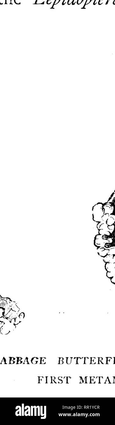 . Le trasformazioni (o) metamorfosi di insetti. Insetti; insetti; Myriapoda; Arachnida; Crostacei. Il LEFIDOPTERA. 91 La loro crescita davvero formano una parte più importante dei fenomeni di evoluzione, per alcuni molto necessarie modifiche nelle strutture interne progressi specialmente durante l'ultimo stadio di tranquillo ritiro- mento che accompagna il cambiamento finale di pelle prima dell'inizio dell'chrysahs membro. Sebbene diversi covata di bruchi sono nati in un anno in specie quali Anthocharis belia e Vanessa prorsa, ancora. CHRYSALIDES ESPULSO E SOSPESO. Le successive le larve delle prese Foto Stock