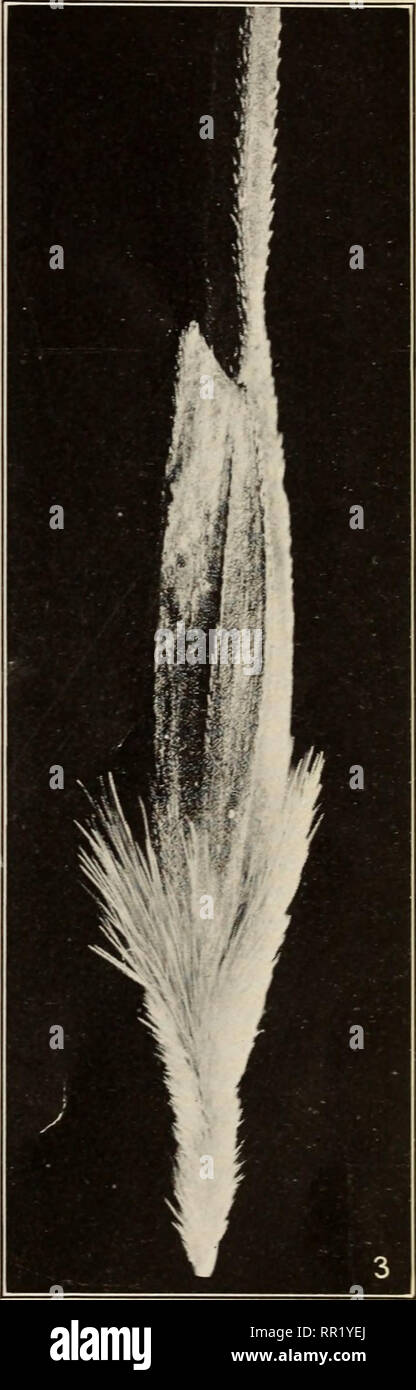 . Agricola ed esplorazioni botaniche in Palestina. Agricoltura; Botanica. Fig. 1.-Spikelet di Triticum monococcum, mostrando il caratteristico dente secondario di glume. Fig. 2.-Spikelet di triticum dicoccum dicoccoides, mostra- ing il dente secondario, come in T. monococcum. Fig. 3.-Spikelet di Triticum Dicoccum DICOCCOIDES, mostrando l'assenza del dente secondario di glume. (Tutti i ingrandita diametri 4.). Si prega di notare che queste immagini vengono estratte dalla pagina sottoposta a scansione di immagini che possono essere state migliorate digitalmente per la leggibilità - Colorazione e aspetto di queste illustrazioni potrebbero non per Foto Stock