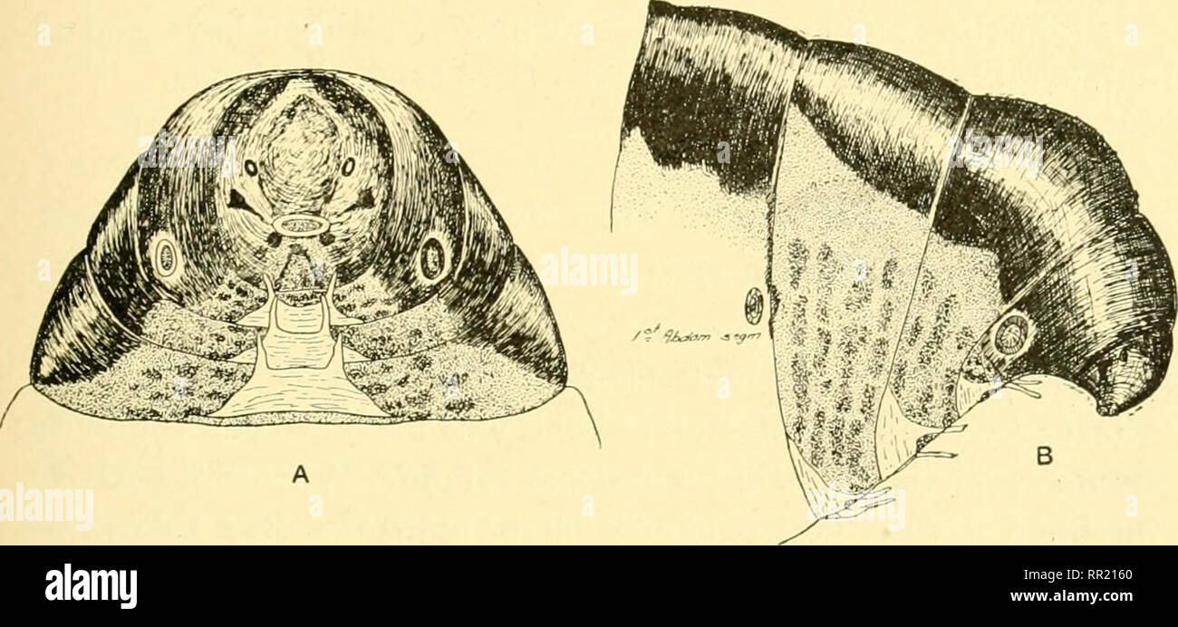 . Invertebrati africano : un ufficiale delle ricerche sulla biodiversità. Invertebrati -- Africa; la diversità biologica -- Africa; la diversità biologica. SOUTH AFRICAN BAGWOKMS. 159 con una piccola supra e infra-spiracular ciuffo di scale peloso, di materie Siena (III). Abd. 8 con ampia dorsale prominente e ciuffo laterale di antichi marrone (III) scaglioso peli (testo-fig. 6, D, e). Abd. 9 con una sottile fascia chitinous a bordo anteriore che si estende lungo il ventrale e aspetto laterale. Ovipositor supportato da un mid-dorsale asta cliitinous, dividendo anteriormente in due rami del controbattitore e due più piccoli e quelli subventral. Femal Foto Stock