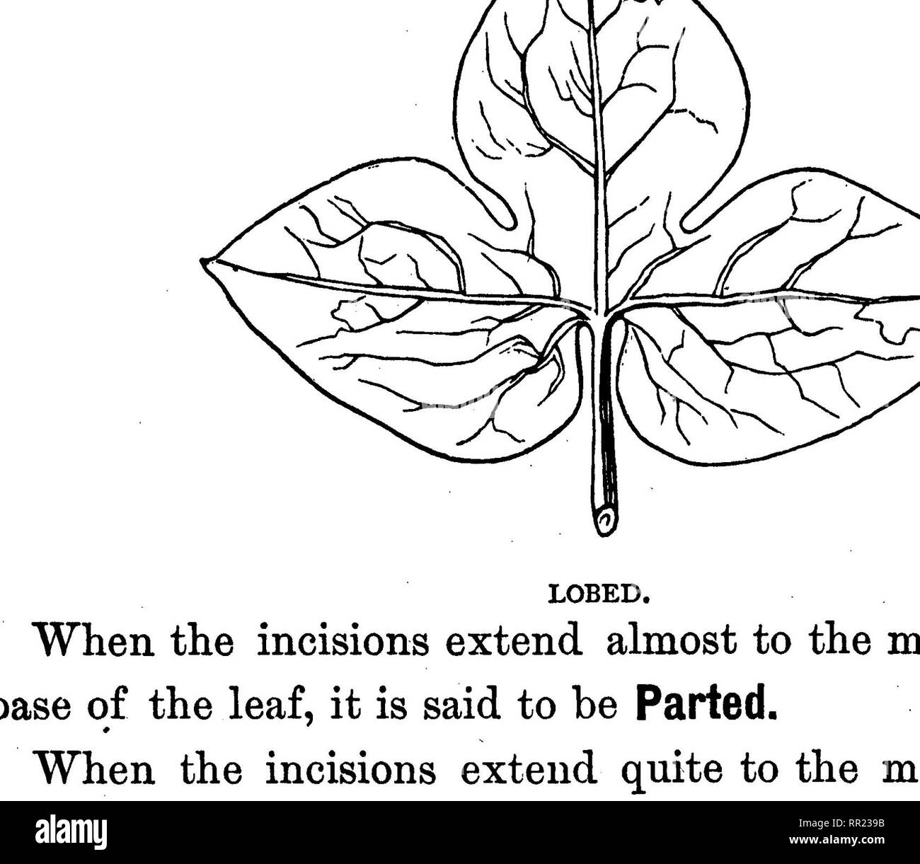 . Un condensato di botanica;. La botanica. PARTED.. Si prega di notare che queste immagini vengono estratte dalla pagina sottoposta a scansione di immagini che possono essere state migliorate digitalmente per la leggibilità - Colorazione e aspetto di queste illustrazioni potrebbero non perfettamente assomigliano al lavoro originale. Sewall, Joseph Addison, 1830-1917. Chicago, G. Sherwood &AMP; co Foto Stock