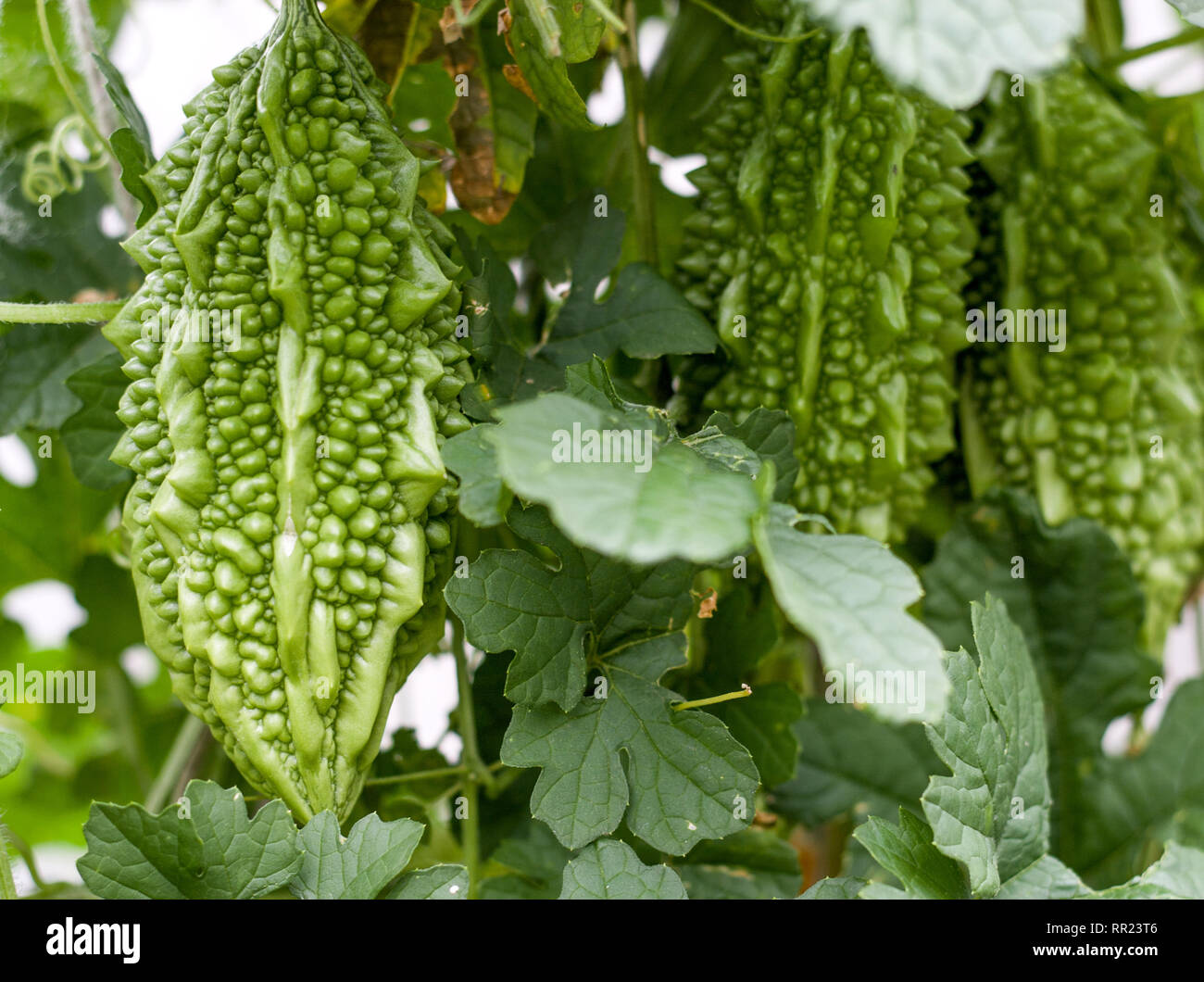 Verde e giallo melone amaro o momordica con foglie su un cespuglio vicino fino Foto Stock