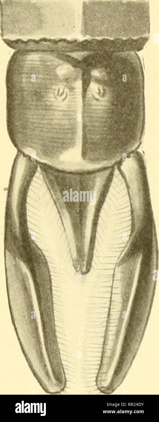 . Aeschnines. Aeshnidae. AESCHNINES m de petits traits jaunes au centre et au bout du 2" segmento, taché de même aux 3-9% les deux derniers segmenti brun noirâtre. Pieds entièrement jaune roux. Appendici très tribunali, bruns, minces. Ailes ampia, surtout les inférieures, limpides mais tachées de safrané à leur base, lo stigma petit, rougeâtre, costale orangée. 25"anténodales et 21 postnodales supérieures aux, 19 anténodales et 24 postnodales inférieures aux. c? Inconnu. Tipo : ç coll. Selys. Habitat : Indes orientales. 5. C. Masoni nov. sp. (Fig. 104) (Planche III, fig. 12).. Si prega di notare Foto Stock