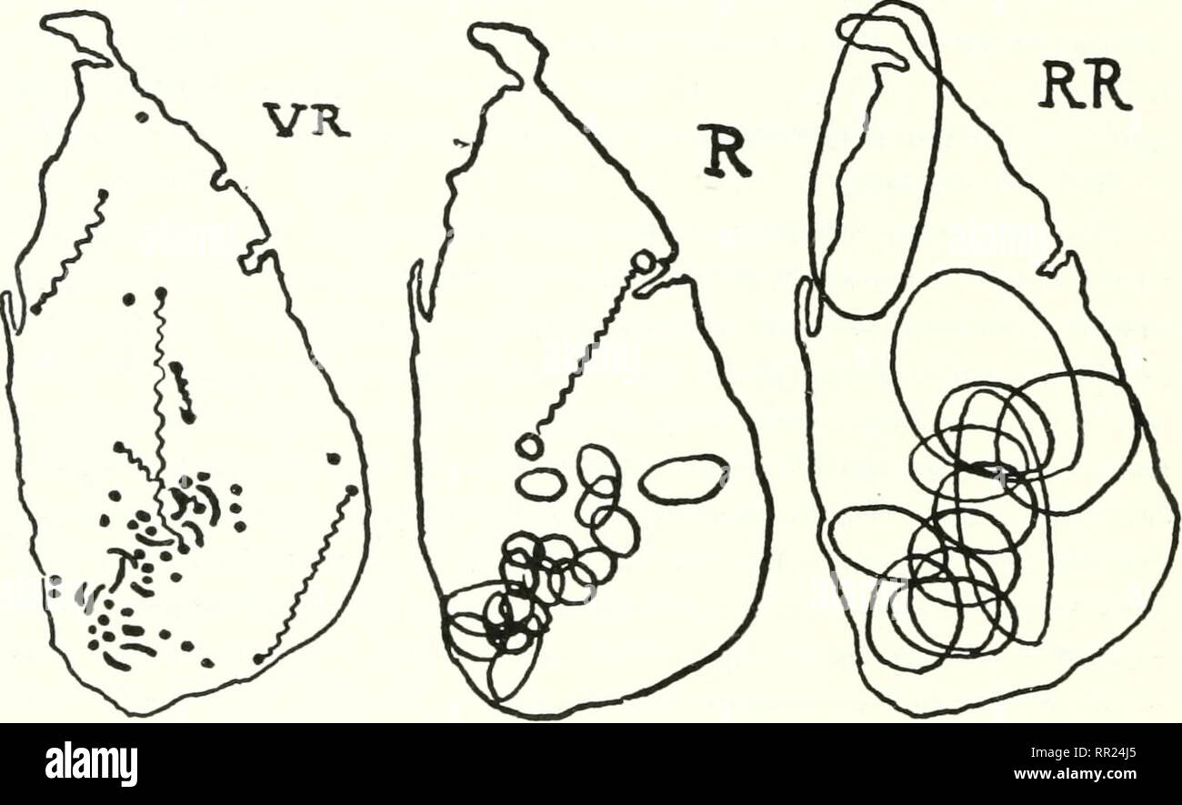 . Età e area; uno studio nella distribuzione geografica e l'origine della specie. Biogeography; evoluzione. 56 ETÀ E AREA [PT. endemici ha mostrato che essi sono stati trovati su superfici di varie dimensioni fino alla completa estensione del secco o la zona umida di Ceylon, o più raramente di entrambi, ma che i numeri crescono più piccolo come uno salì la scala verso le grandi aree, Trimen nella sua Flora aveva reso yeoman service per lo studente di aree, fissando per ogni specie una nota per l'effetto che era molto comune (VC), Comune (C), piuttosto comune (RC), piuttosto raro (RR), rare (R), o molto raro (VR). Uno studio di t Foto Stock