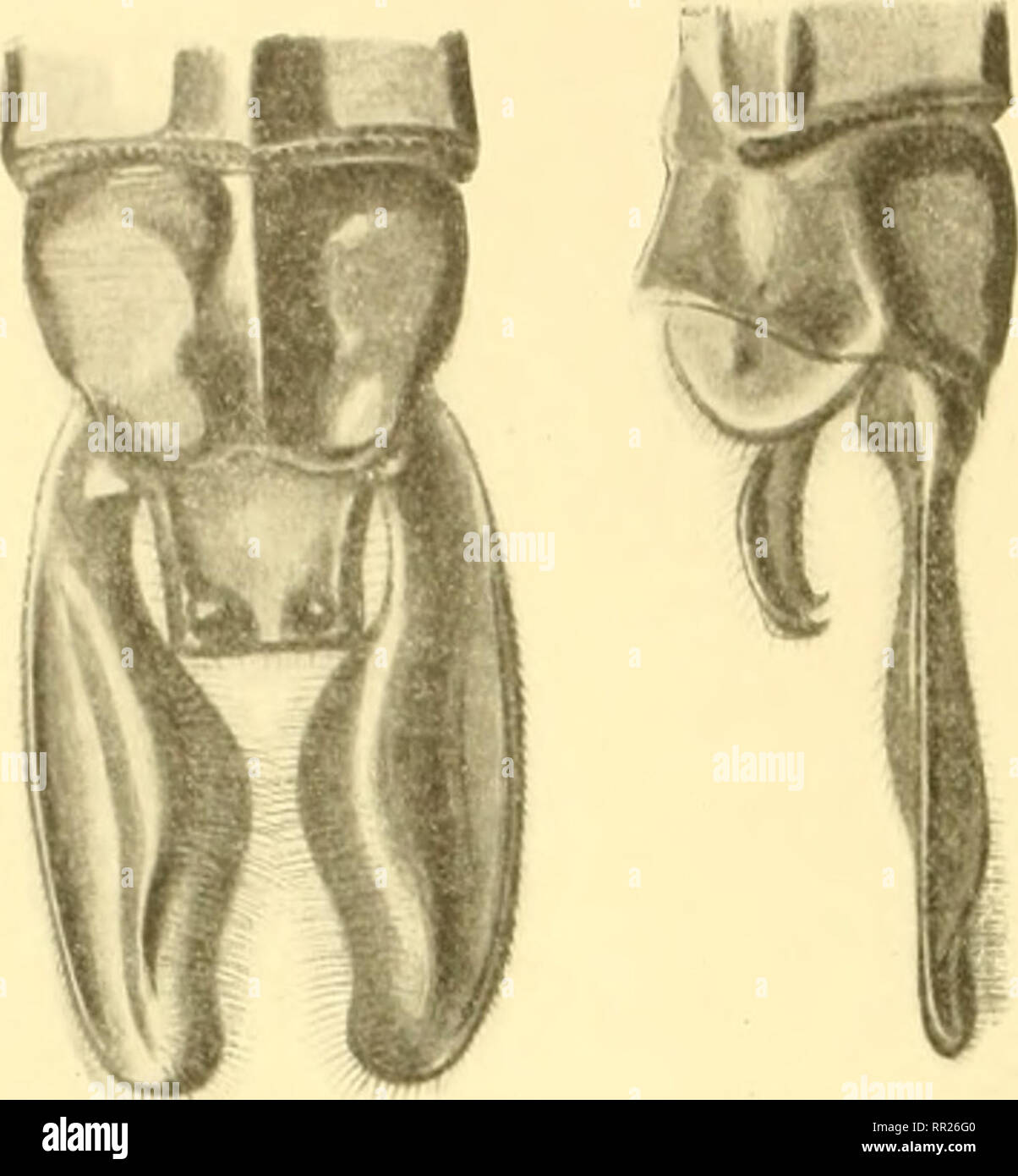 . Aeschnines. Aeshnidae. COlJJiCrjONS SEL vs Lu larve, qui vit surtout dans les étangs, aussi dans les rivières, un, lorsqu'elle est adulte, une longueur De 45 à 46""".. FiG. 2. - Aiiiiendiccs de Atia.x fonnosiis Q* V'anderlinden (CoU Solys). Habitat : Europa, Asie minore, centrale et septentrionale, Afrique, Madagascar. Gara A. mauricianus (fig. 3).. Si prega di notare che queste immagini vengono estratte dalla pagina sottoposta a scansione di immagini che possono essere state migliorate digitalmente per la leggibilità - Colorazione e aspetto di queste illustrazioni potrebbero non perfettamente assomigliano al lavoro originale. Martin, Re Foto Stock