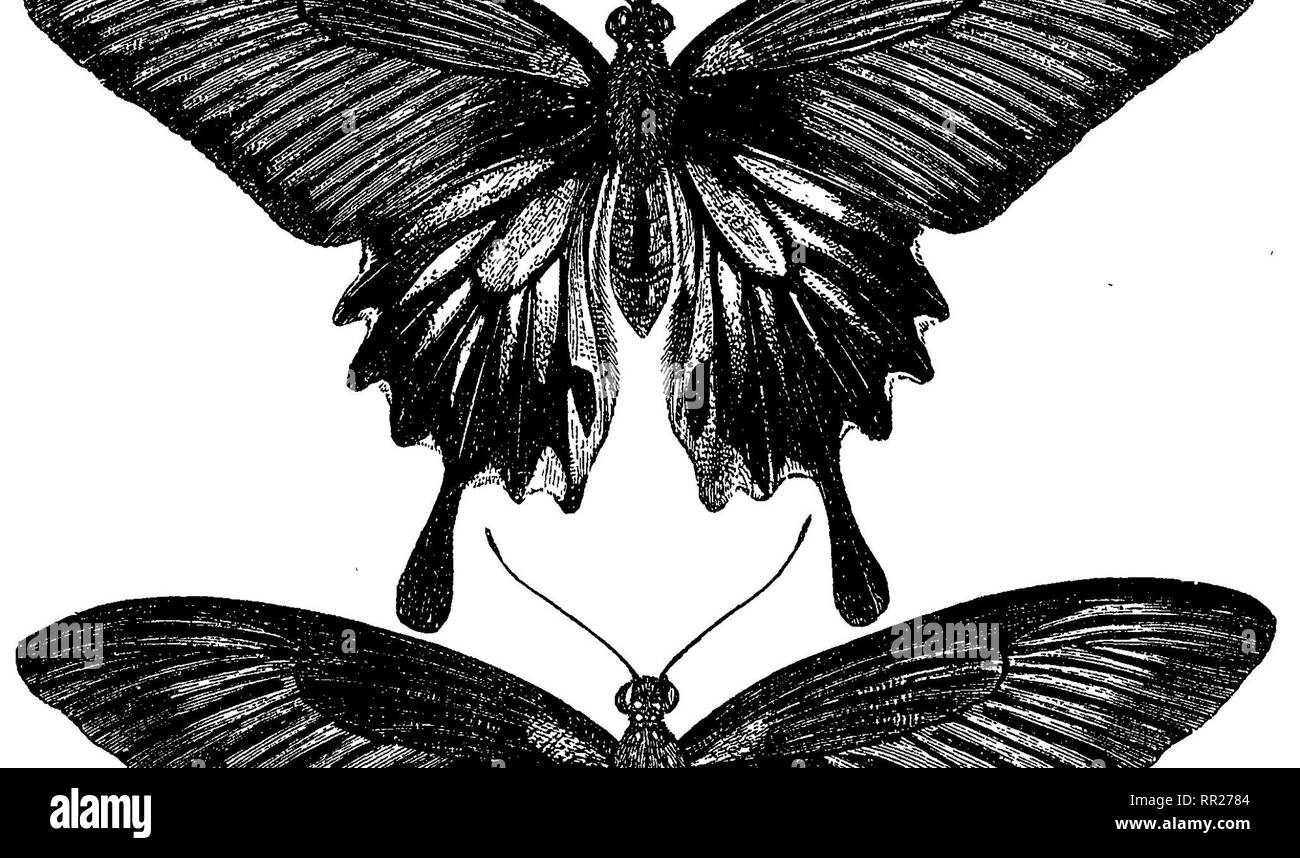 . L'arcipelago malese : Terra di oranguatan, e l'uccello del paradiso. Un racconto di viaggio, con studi di uomo e natura. Storia naturale; Etnologia. Curioso di farfalle. 139 cur nelle farfalle. Il secondo gruppo sono molto più extraor- dinary, e non sarebbe mai dovuto essere lo stesso insetto, poiché la cerva ali sono allungati in cucchiaio grande a forma di croce, nessun rudiment di cui è sempre per essere percepita nei maschi o nella forma ordinaria delle femmine. Questi tailed femmine non sono mai del buio e Blu-lucidate le tinte che prevalgono nel maschio, e spesso si verificano nelle femmine di Foto Stock