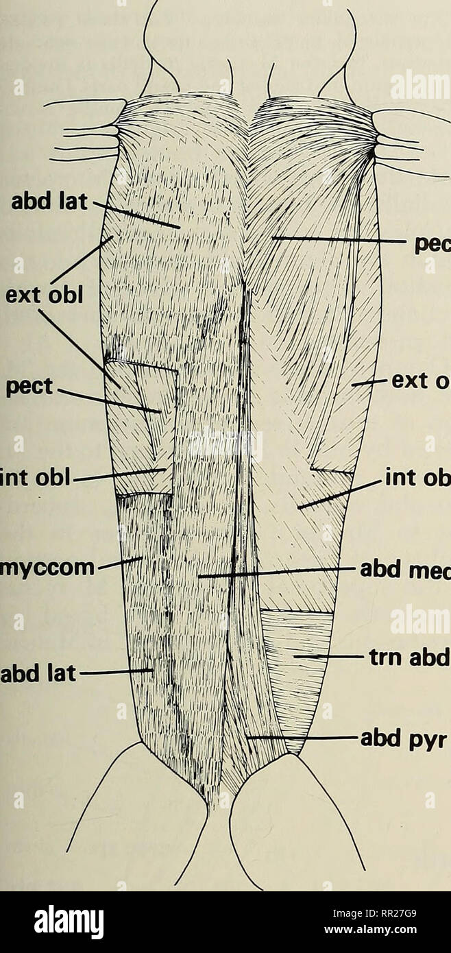 . Avanza in herpetology e la biologia evolutiva : Saggi in onore di Ernest E. WILLIAMS. Williams, Ernest E. (Edward Ernest); Herpetology; evoluzione. M. Rectus addominali di Lacertilians • Moody 197 ext4. mm aspetto ext obi. int obi abd med trn abd abd pyr figura 1. Vista ventrale della muscolatura del tronco di Ameiva ameiva (Teiidae). Provino viene dissecata superficialmente sulla destra con un vetro tagliato nella M. rec- tus addominali, e profondamente dissezionati sulla sinistra con porzioni del M. obliquus addominali externus e M. OBI. ABD. internus rimosso a differenti livelli per rivelare gli strati sottostanti. Abb Foto Stock