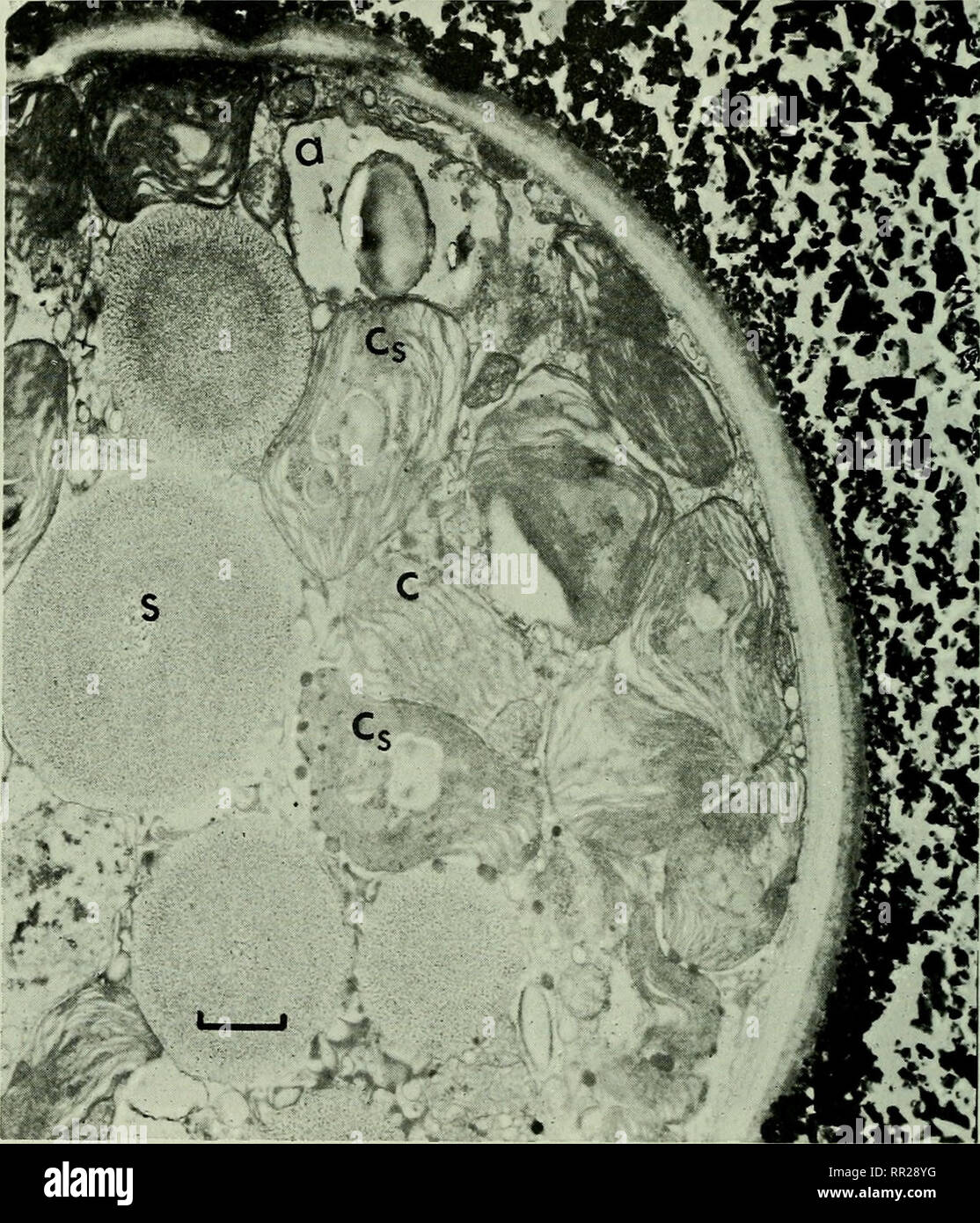 . Avanza in biologia marina: volume 17. La pesca del corallo. 192 L. HILLIS-COLINVAFX utricles, i cristalli crescono negli spazi (Fig. 58) fino alla fine il interutricular spazio è completamente Jfilled (figure 56, 59). I cristalli si estendono inoltre, dipendendo leggermente sulle specie, negli spazi tra la centrale di filamenti midollare con, in segmenti di vecchia, alcuni secondario. Fig. 59. H. incrassata. Sezione trasversale di un iilainent da una matura segmento verde vicino alla base del tallo mostra amyloplast (a), cloroplasti (c), cloroplasti con amido (Cg) e corpi sferici (s). Il segmento è ben calc Foto Stock