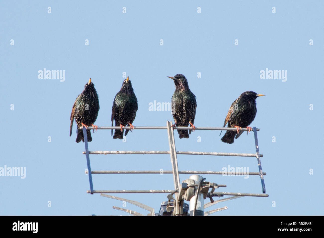 Oakham,Rutland,UK. Il 24 febbraio 2019. Per gli storni seduto su di una antenna televisiva in attesa per la prima colazione a essere sparsi sul giardino locale tabelle degli uccelli. Credito: Jim Harrison/Alamy Live News Foto Stock