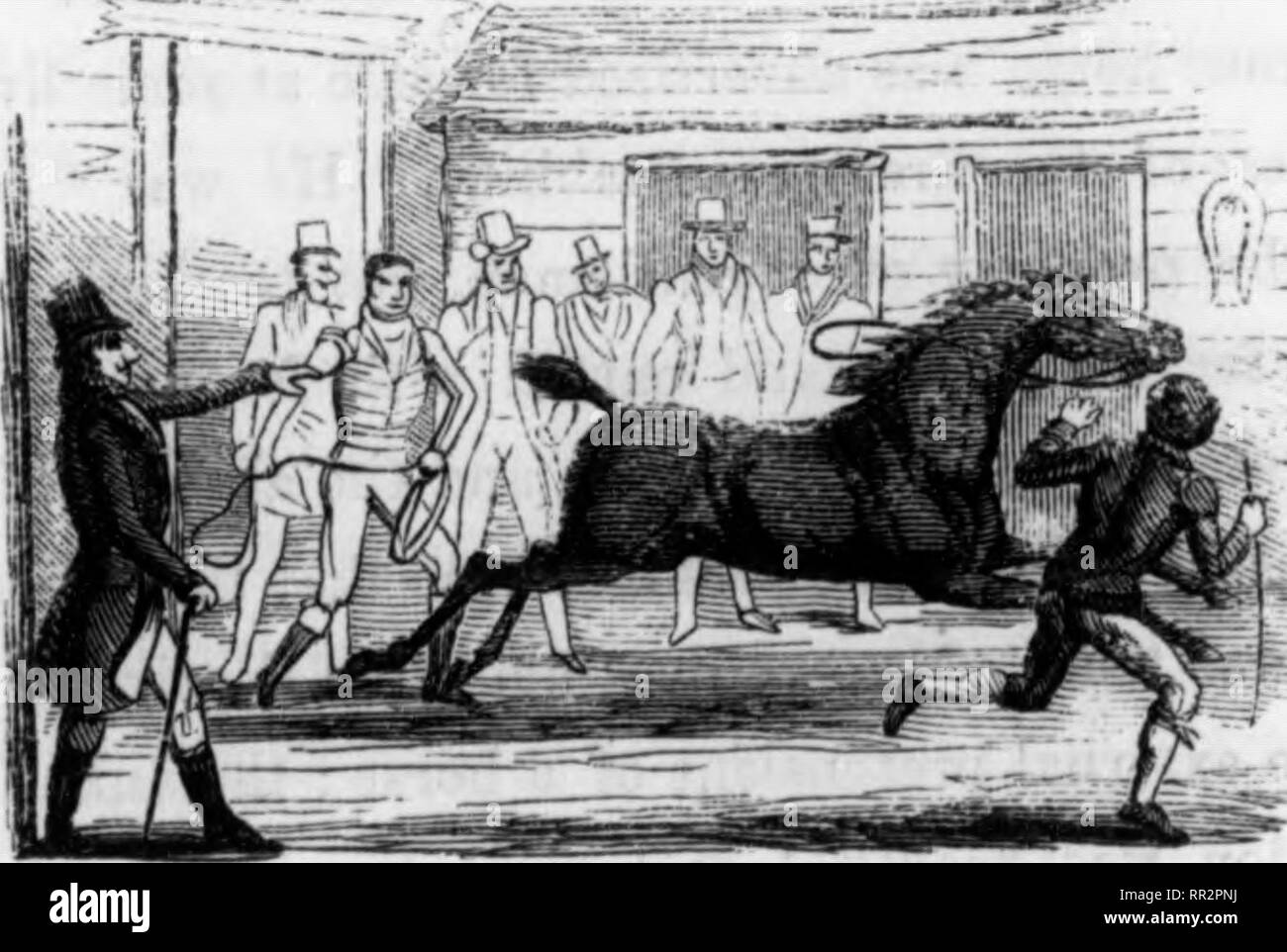 . Le avventure di un gentiluomo in cerca di un cavallo. I cavalli. 84 LE AVVENTURE OP un gentleman in cerca di un cavallo. 85 t'l suo proprietario di rappresentazioni. Il terzo giorno ero troppo occupato a cavalcare; ma il mattino seguente- ing ho fretta per il maneggio, decisi a recuperare il tempo perduto. Non appena è stato il mio piede nella staffa di, con l'astuzia di una scimmia, ha sollevato il suo vicino al piede di cerva e spinto la staffa-ferro lontano. Egli ha ripetuto questa divertente due o tre volte; ho cercato sul lato off, ma era altrettanto intelligente vi ! " Off con. la sella, Giovanni, cercheremo di lui senza:" ma il gioco SLY r Foto Stock