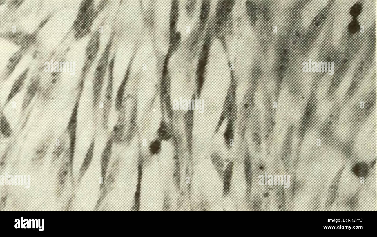 . I progressi nelle ricerche ambiente marino : Atti del simposio. Ecologia Marina -- Ricerca; ecologia marina. .^ *. *.,. 7-7b. La Figura 7-7. Le cellule epiteliali e morfologie fibroblastica esibita da theCHO-KI Cell. Nota: (A) mostra lo standard morfologia epiteliale di solito adottato dalla cella. (B) illustra la fibroblastica altamente forma assunta da un contatto potenzialmente-inibita cella isolata da una popolazione trattata con il noto agente cancerogeno triossido di cromo. 92. Si prega di notare che queste immagini vengono estratte dalla pagina sottoposta a scansione di immagini che possono essere state migliorate digitalmente per readabi Foto Stock