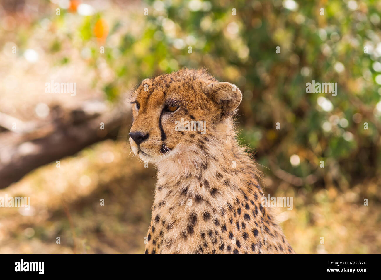 La testa di un grande cheetah. Masai Mara, Kenya Foto Stock