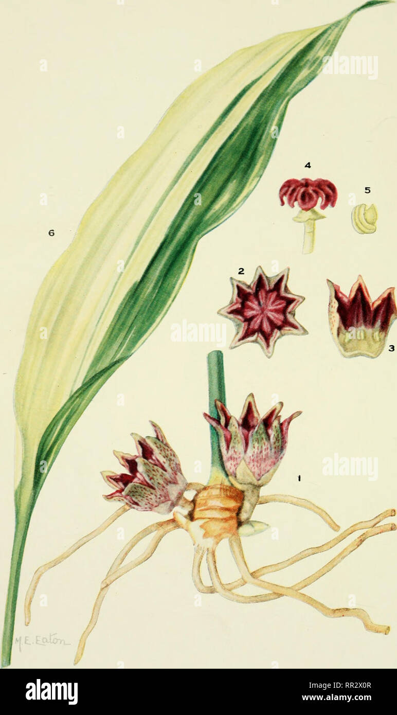 Aspidistra Elatior Variegata Immagini E Fotos Stock Alamy