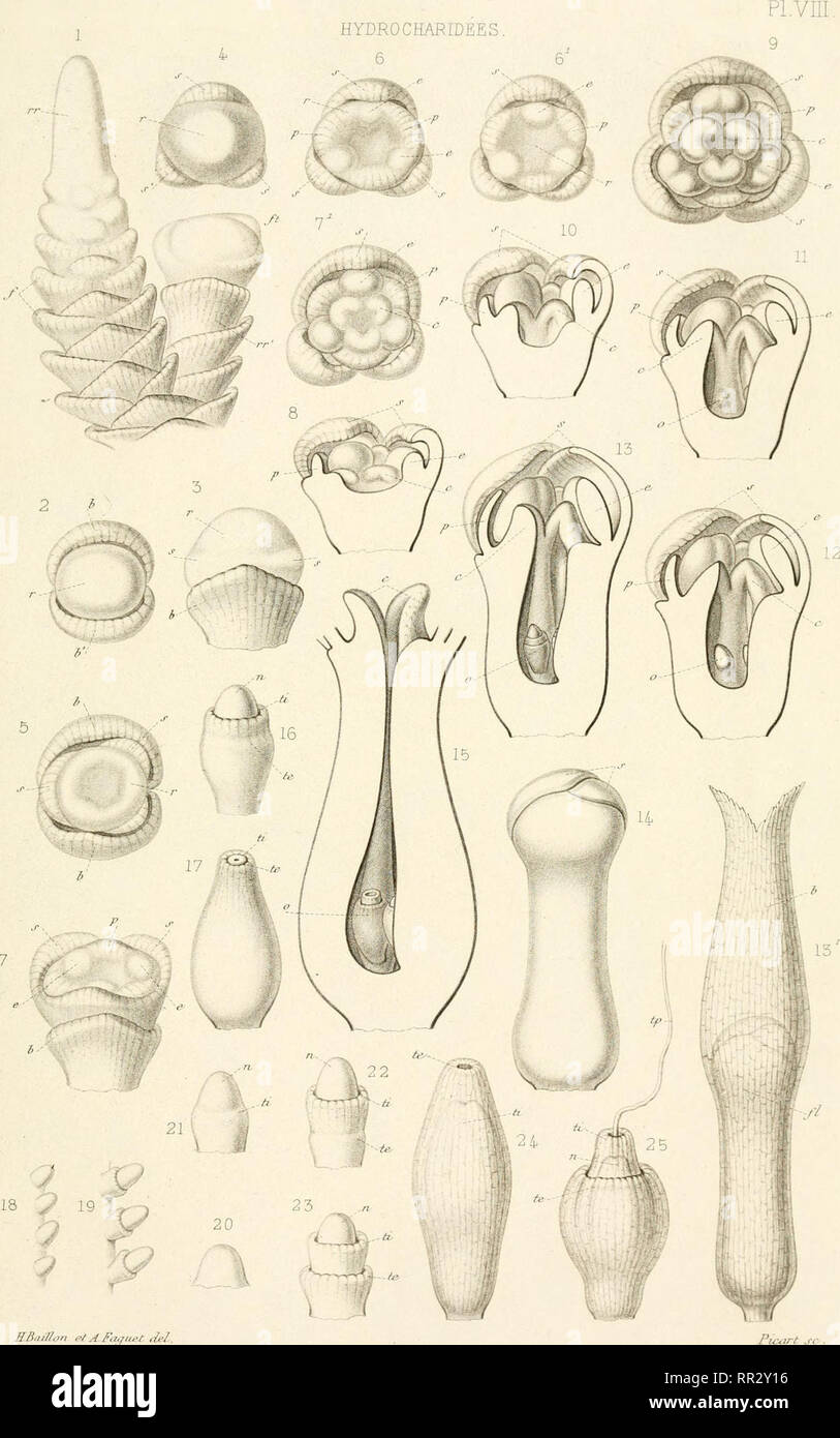. Adansonia; recueil d'osservazioni botaniques. Piante; piante -- Francia. HYDROCHARIDEES. 6. EBaMan etA-Faguet ,i.-J 1-17. ELODEA CANADENSIS 18-25. VALLISNERIA SPIRALIS. Tmp. Lajrwur&amp;tu&amp;. Parù?. Si prega di notare che queste immagini vengono estratte dalla pagina sottoposta a scansione di immagini che possono essere state migliorate digitalmente per la leggibilità - Colorazione e aspetto di queste illustrazioni potrebbero non perfettamente assomigliano al lavoro originale. Baillon, H. (Henri), 1827-1895. Parigi, Francia : H. Baillon et F. Savy Foto Stock