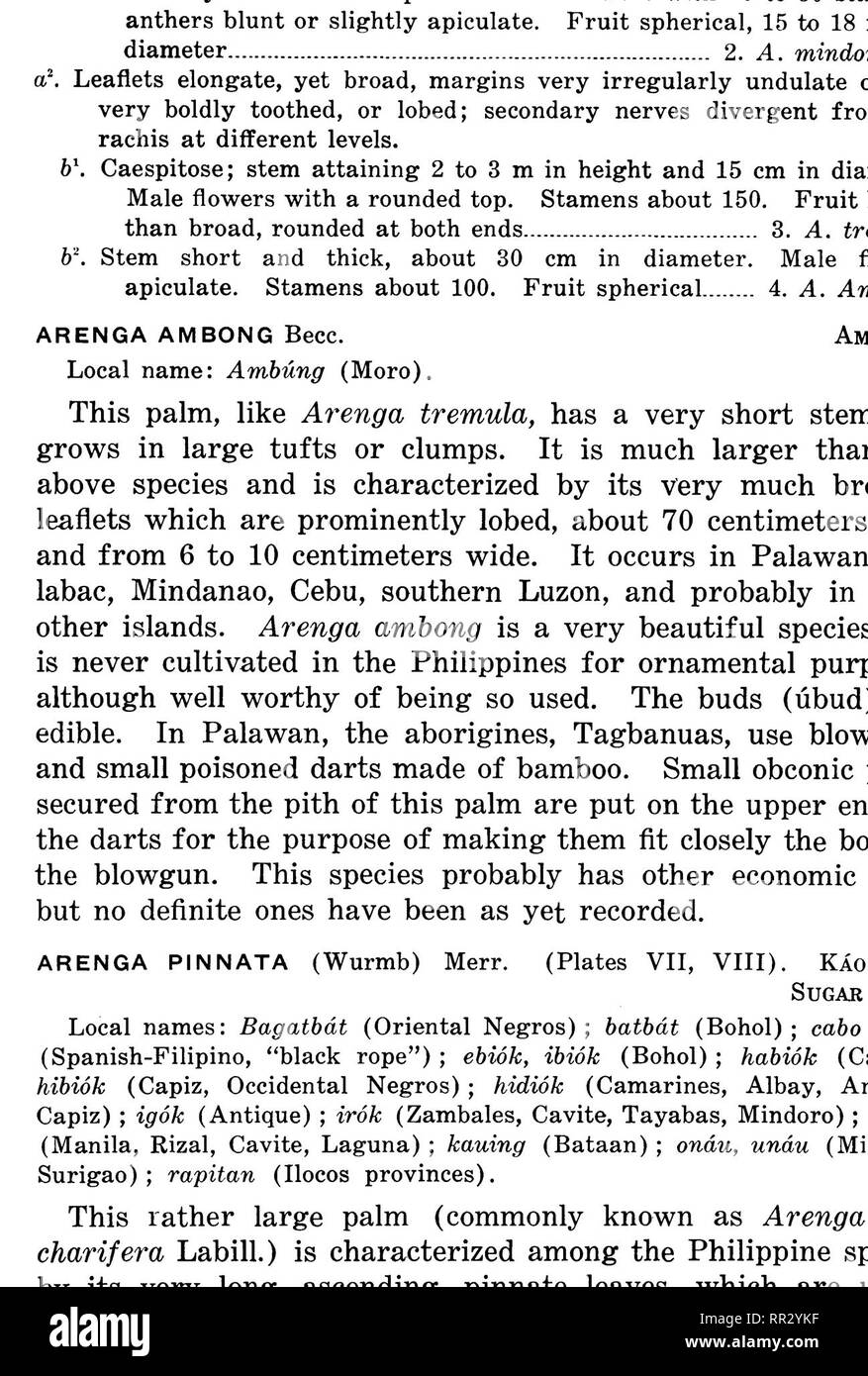 . Bollettino. Le foreste e la silvicoltura. Descrizione delle specie 27. Piastra VII. ARENGA PINNATA (Sugar Palm).. Si prega di notare che queste immagini vengono estratte dalla pagina sottoposta a scansione di immagini che possono essere state migliorate digitalmente per la leggibilità - Colorazione e aspetto di queste illustrazioni potrebbero non perfettamente assomigliano al lavoro originale. Filippine. Ufficio di presidenza della silvicoltura. Manila, l' Ufficio di presidenza della stampa Foto Stock