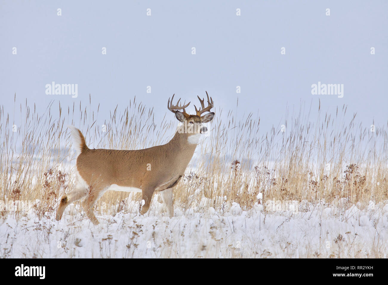 Culbianco Deer buck in un innevato paesaggio del midwest cervo durante la stagione di caccia Foto Stock