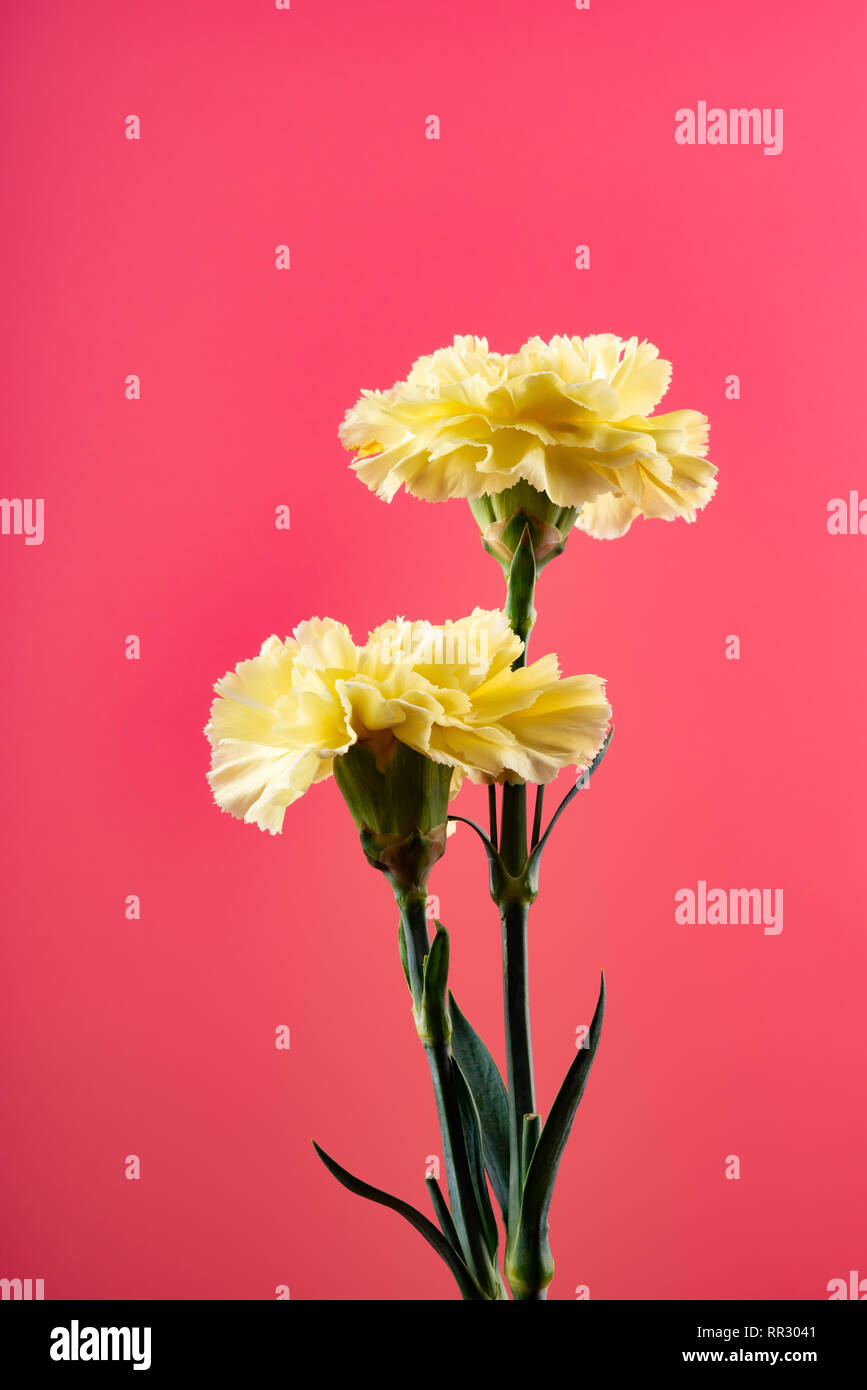 Garofani giallo su sfondo rosa Foto Stock