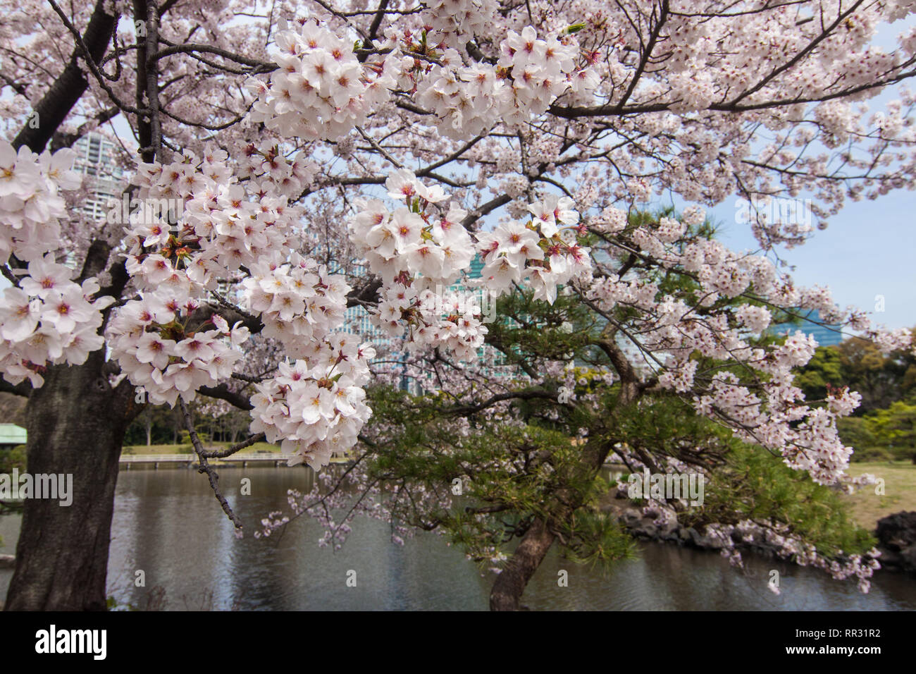 Sakura in piena fioritura a Hama Rikyu Gardens Foto Stock