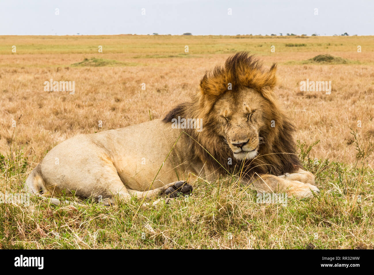 Un enorme lion poggia su di un colle. Savana del Masai Mara, Kenya Foto Stock