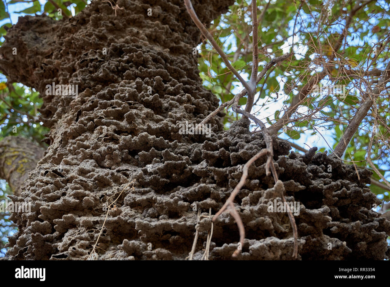 Close up di un arboree dimora airel termite nido in un albero di anacardi nella savana Rupununi della Guyana, S.A. Foto Stock