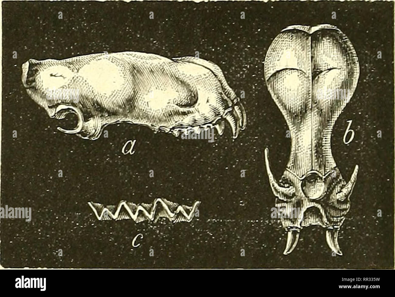 . Actes de la Société linnéenne de Bordeaux. Storia naturale; scienza. ( 542 ) moindres détails, los parti les plus délicates, sont conservées intactes ; des métacarpiens, des falangi de jeunes individus, minces comme onu fil, se présentent dans la roche , aussi reti que s'ils venaient de se détacher du squelette ; enfin, dans tous les os longs , fistuleux, comme chez les oiseaux, le réseau cellulo-fiberux un fait place à une cristallisa- tion blanche et transparente de l'effet le plus gracieux. VESPERTILIO OLTIXUS Delfortrie. Fig. Io.. et. Crâne vu de profil.- b. Le même vu en dessus. Grande Foto Stock