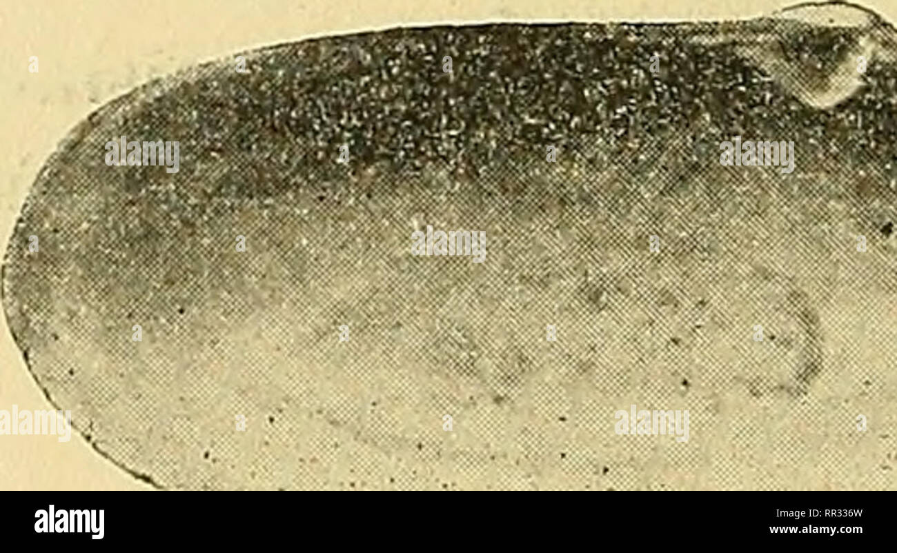 . Actes de la Société linnéenne de Bordeaux. Scienza e storia naturale. - 262 - 84. Lutraria angusta sexyboys. PI. V, fig. 10-11. J830. L. angusta sexyboys. Encycl. méth., t. II, p. 390. 1844. L. angustior Pliil. Enumer. Moll. Sic, II, p. 7. 1867. L. angusta Mayer. Catal. Mus. Zurigo, 2' cahier, pagg. 28, 54. 1901. L. angustior Sacco. Ho Moll. terz. Piem., parte. XXIX, p. 29, pi. YIII, flg. 2-3. 1902. L. lutraria DoUf. Dautz. Conch. Mioc. Loire, p. iOl, pi. V, fig. 7-9 (non lin.). Tritare la prova. Taille assez grande ; forme très étroite, oblongue, ovale et également atténuée à ses deux extrémités, très inéqui- Foto Stock