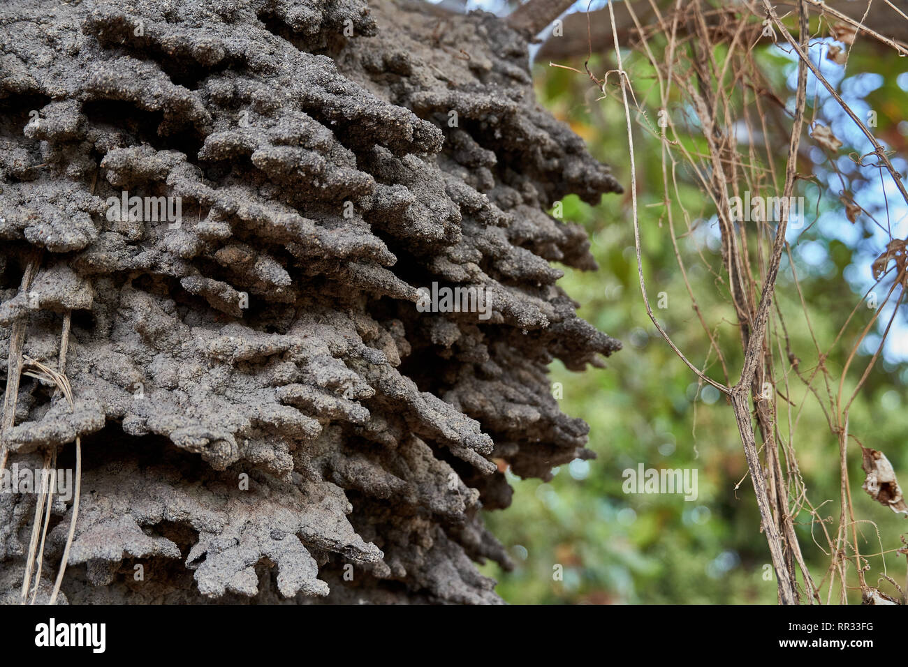 Close up di un arboree dimora airel termite nido in un albero di anacardi nella savana Rupununi della Guyana, S.A. Foto Stock