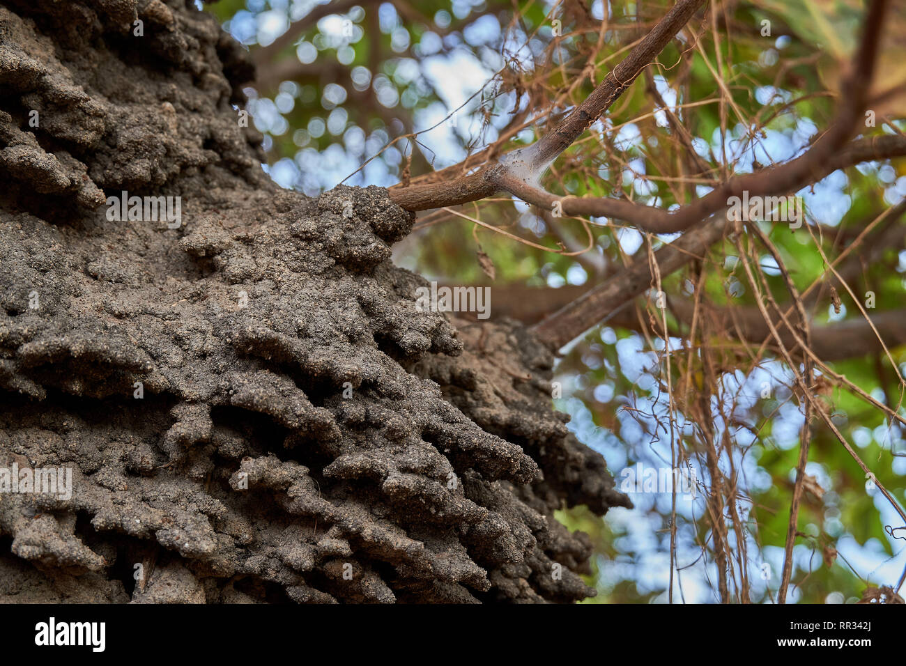Close up di un arboree dimora airel termite nido in un albero di anacardi nella savana Rupununi della Guyana, S.A. Foto Stock