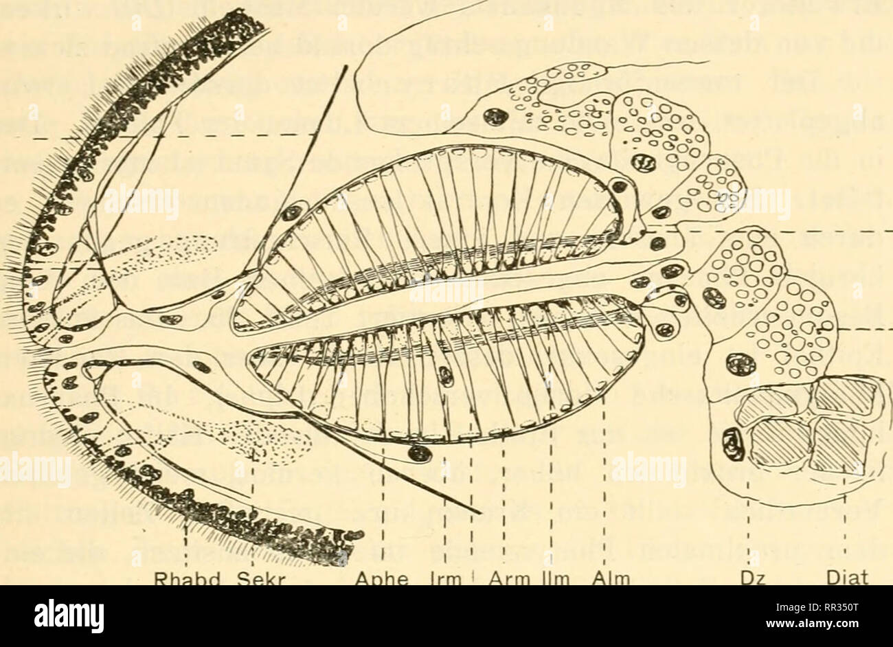 . Acta Soc. pro Fauna et Flora Fennica. Storia naturale. Acta Societatis pro Fauna et Flora Fennica, 48, N:o 1. 41 ventrale di und seitlich vom faringe. Sie enthalten un meinen Praparaten cj^anophile, von einander getrennte, vacuolisierte langliche Sekretballen, die wohl als durch Einwirkung der angewandten Reagentien gequollene Rhabditen zu deuten sind. Un materiale frischem habe ich nach vergeblich deut- Retr Dil. - Rm Kk Rhabd Sekr Aphe braccio Irm llm obiettivo Radm Textf. 25. Pr. br. Schema eines medianen Schnittes durch Mund und faringe. (Die Retraktoren des faringe Retr, die seitlich von der Medianebe Foto Stock