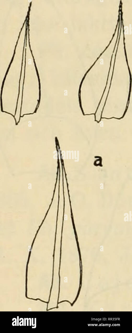 . Acta Soc. pro Fauna et Flora Fennica. Storia naturale. 22 Rancken, Bryologiska meddelanden. Sotto namnet Ph. caespitosa har Helsingfors botaniska bytesforening- utdelat vackra, fruktbarande esemplare Ph av. tomentella, tagna ho Karislojo, Karkkali 31. VII. 1903 av E. Hallstrom af. Ph. tomentella Mol. Ho peccato forma typiska tamligen spad och redan darigenom latt skild fran Ph. fontana, vilken den star narmast. De tunna, uomini sega stammarna aro nedtill sammanvavda av. Si prega di notare che queste immagini vengono estratte dalla pagina sottoposta a scansione di immagini che possono essere state migliorate digitalmente per la leggibilità - coloratio Foto Stock